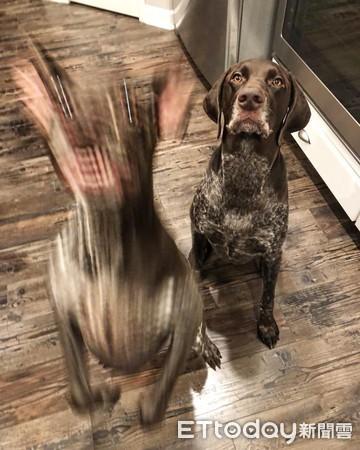 指示犬（知识圈登录，20种狗狗幼犬和成年犬对比照（指示犬图片）