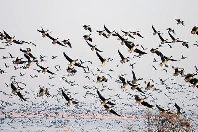 寻 禽 记 | 黄河长垣境内成鸟类天堂 冬季各种禽鸟达数万甚至十万只