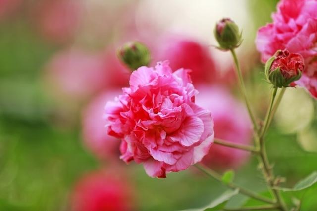 芙蓉花开 芙蓉花开（芙蓉花开歌谱） 生活