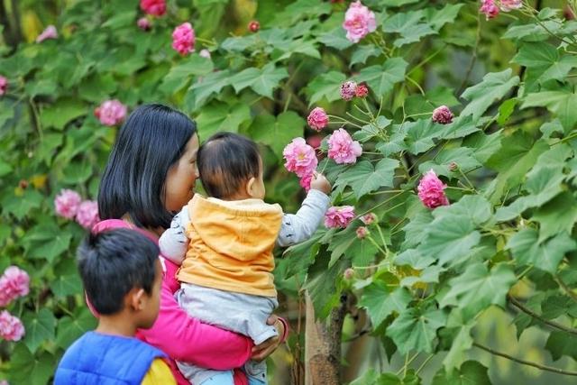 芙蓉花开