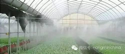 大棚种植技术