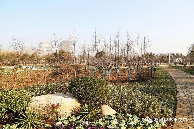 邳州展鸿绿化苗木工程