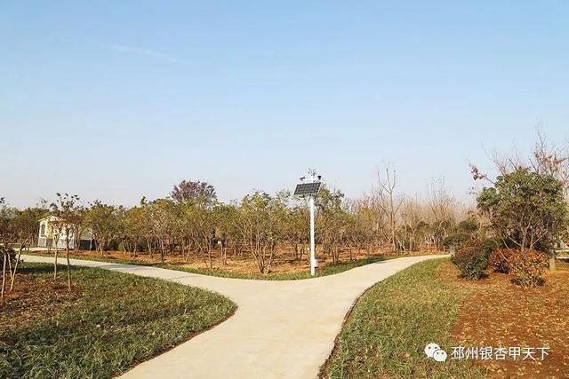 邳州展鸿绿化苗木工程