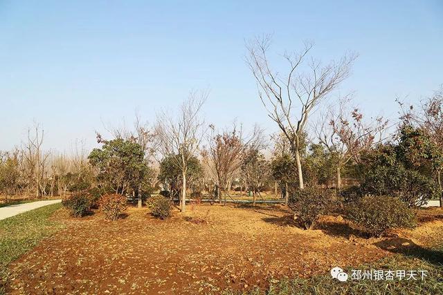 邳州展鸿绿化苗木工程