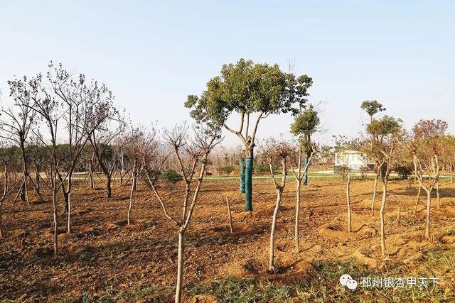 邳州展鸿绿化苗木工程