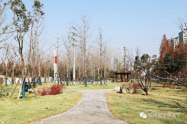 邳州展鸿绿化苗木工程