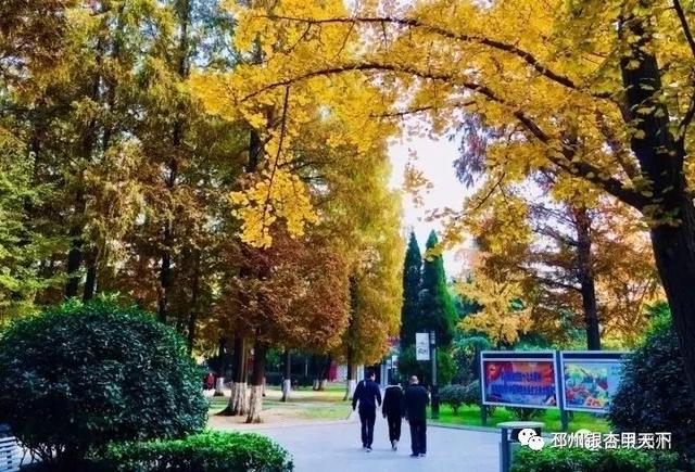 邳州展鸿绿化苗木工程