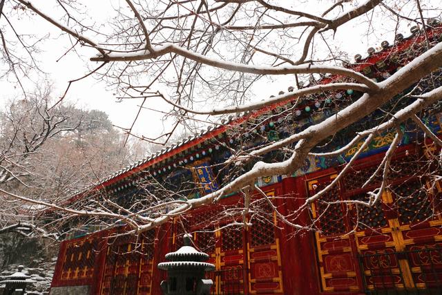 雪中红鱼