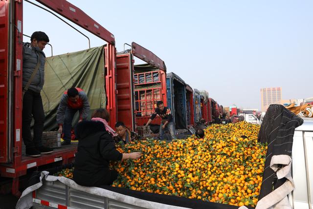 柑橘橙类水果大量上市 临沂每天批发近900吨2