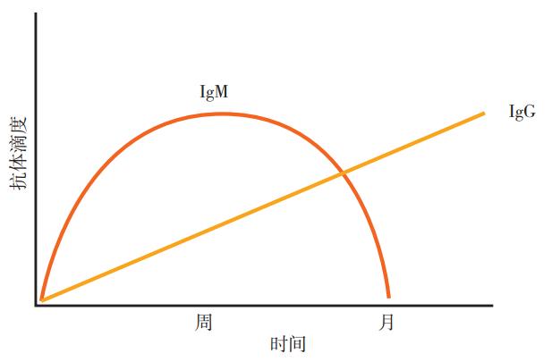 ena检查是什么意思