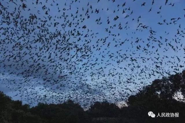 冬天蝙蝠为什么会飞到家里（家里为什么会有蝙蝠）