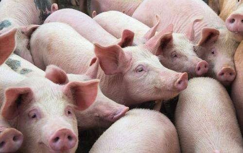 大北农去年净利5.12亿元，生猪销售收入同比增长近七成