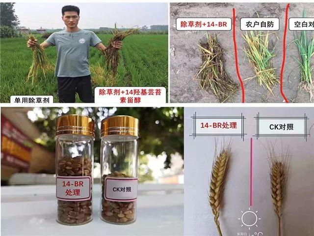 高端芸苔素：14-羟基芸苔素甾醇2