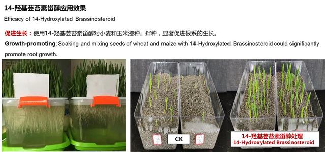 高端芸苔素：14-羟基芸苔素甾醇4