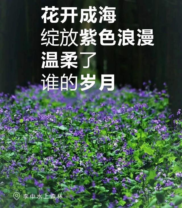 清明去踏青适合去什么地方游玩（来自官方的安利）(29)