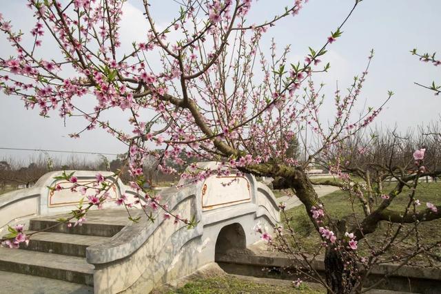 农业休闲篇| 水果采摘？花卉庄园？原来彭镇竟有这么多游玩好去处 !18