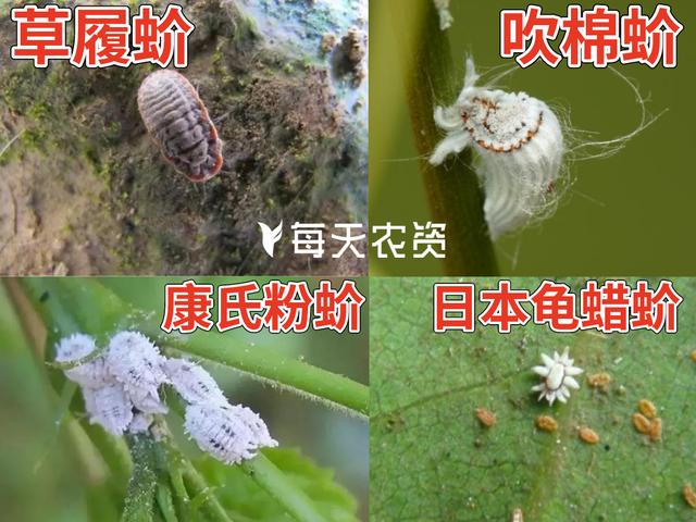 4月，蚧壳虫进入“防治关键期”，不容忽视1