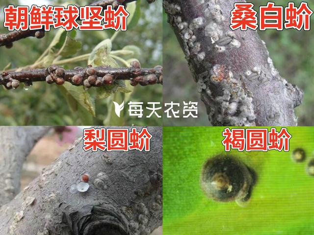 4月，蚧壳虫进入“防治关键期”，不容忽视2