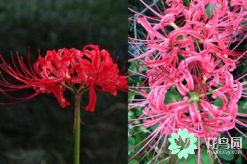曼珠沙华花语 曼珠沙华花语（曼株沙华花语） 生活