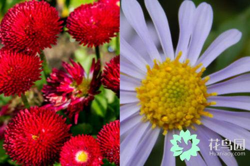 曼珠沙华花语 曼珠沙华花语（曼株沙华花语） 生活