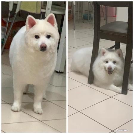 狐狸狗图片