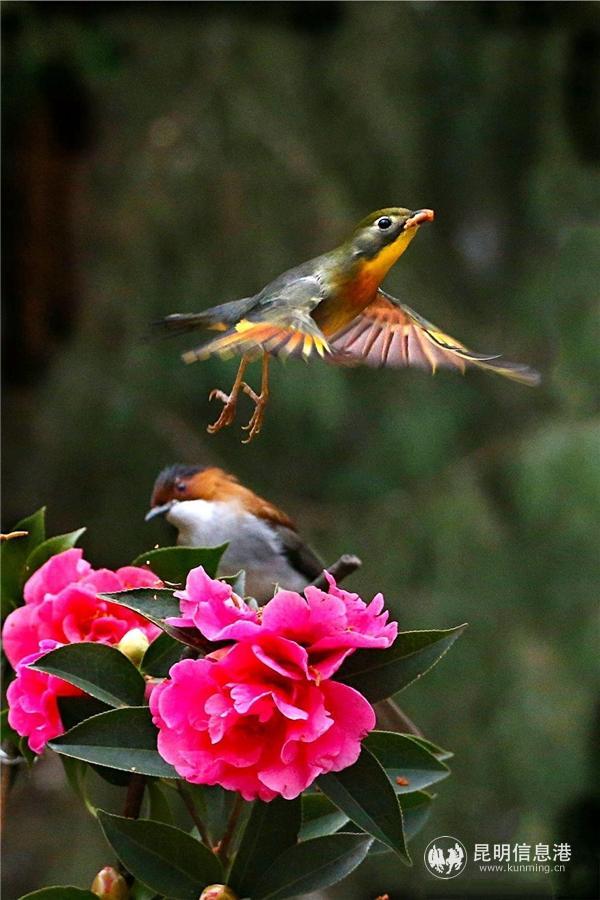 昆明的市花是什么