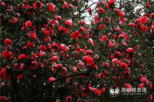 昆明的市花是什么