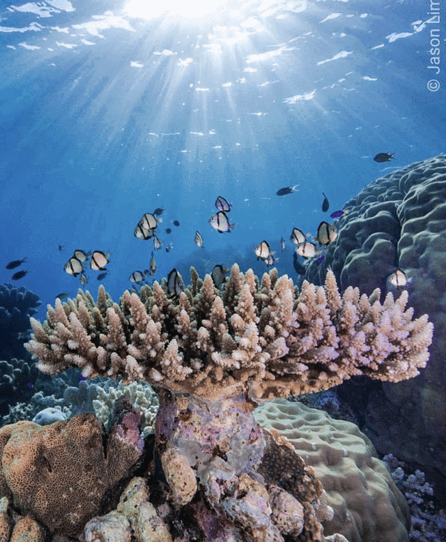 贵州细沙制砂机锤头