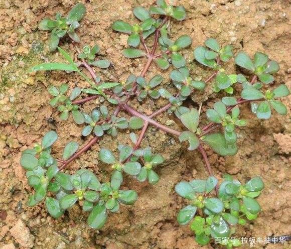 大豆田除草剂大梳理7