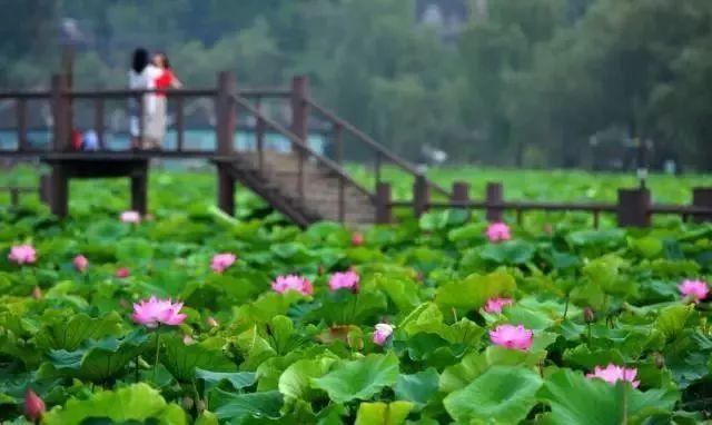 重庆水土哪里可以摘蓝莓（重庆这些地方的蓝莓熟了）(4)