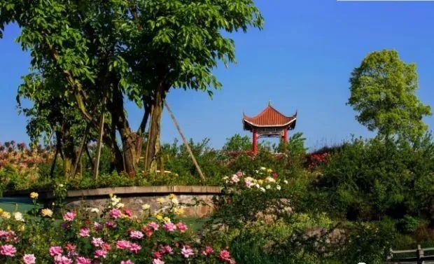 重庆水土哪里可以摘蓝莓（重庆这些地方的蓝莓熟了）(17)