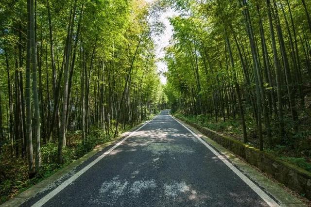 重庆水土哪里可以摘蓝莓（重庆这些地方的蓝莓熟了）(18)
