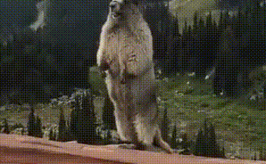 糠酸莫米松乳膏能治鸡皮肤吗