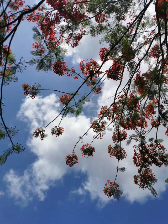 广州市花