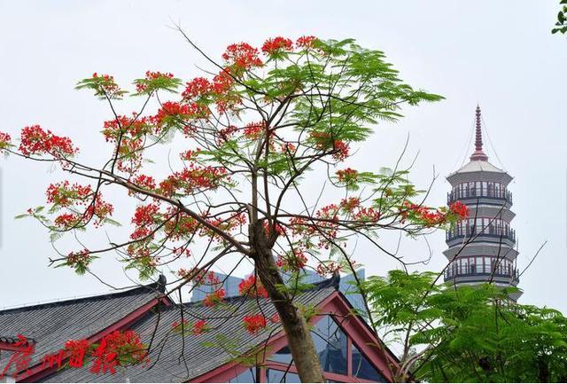 广州市花