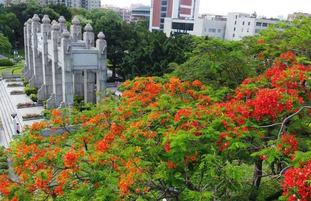 广州市花