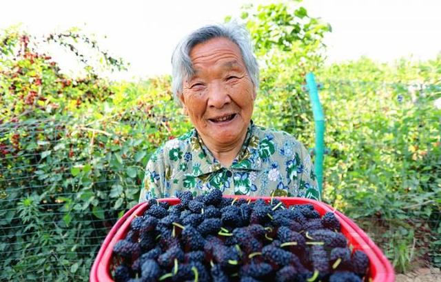 关于北京桑葚破碎机的信息