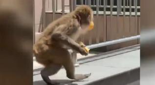 猴