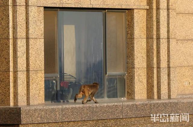 猴