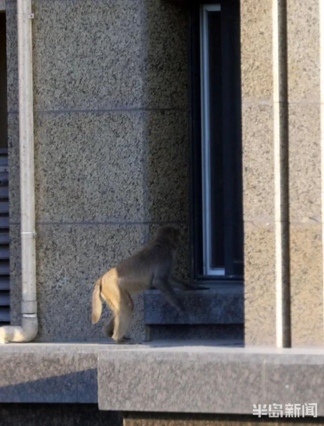 猴
