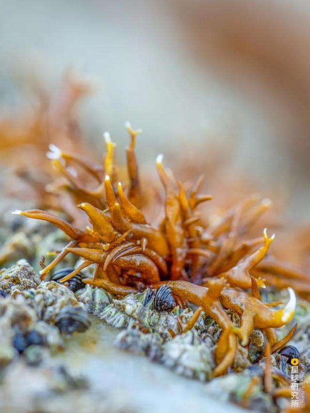 威海卵石制砂机厂家