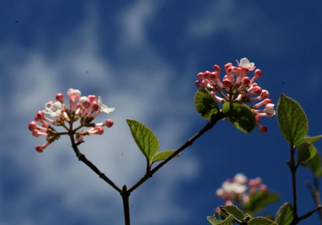 香荚蒾