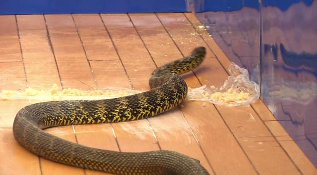 硫磺粉和雄黄粉都驱蛇吗,大蒜风油精驱蛇粉