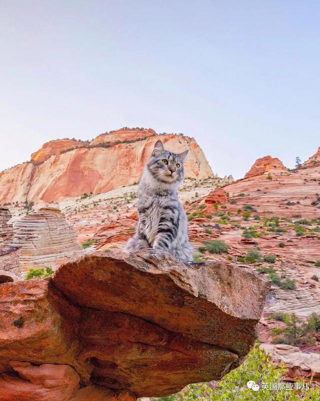 西伯利亚森林猫