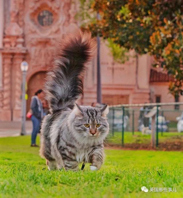 西伯利亚森林猫