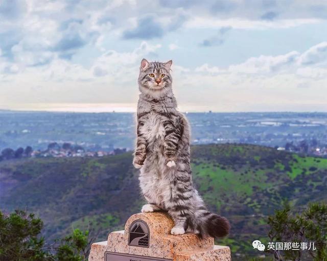 西伯利亚猫