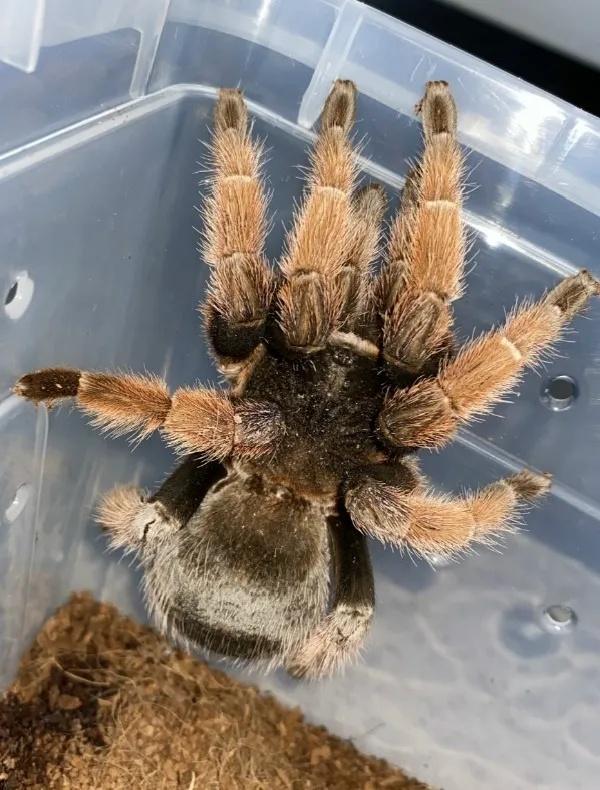 洪都拉斯卷毛蜘蛛