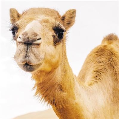 骆驼奶真的有降糖的功效吗，骆驼奶是降血糖吗？