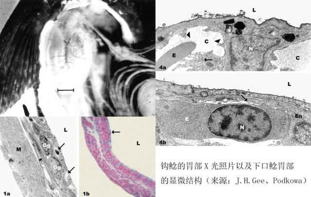 鲨鱼用什么呼吸的