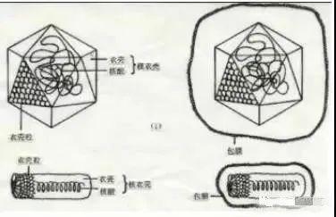 鳞翅目害虫的大杀器——核型多角病毒2